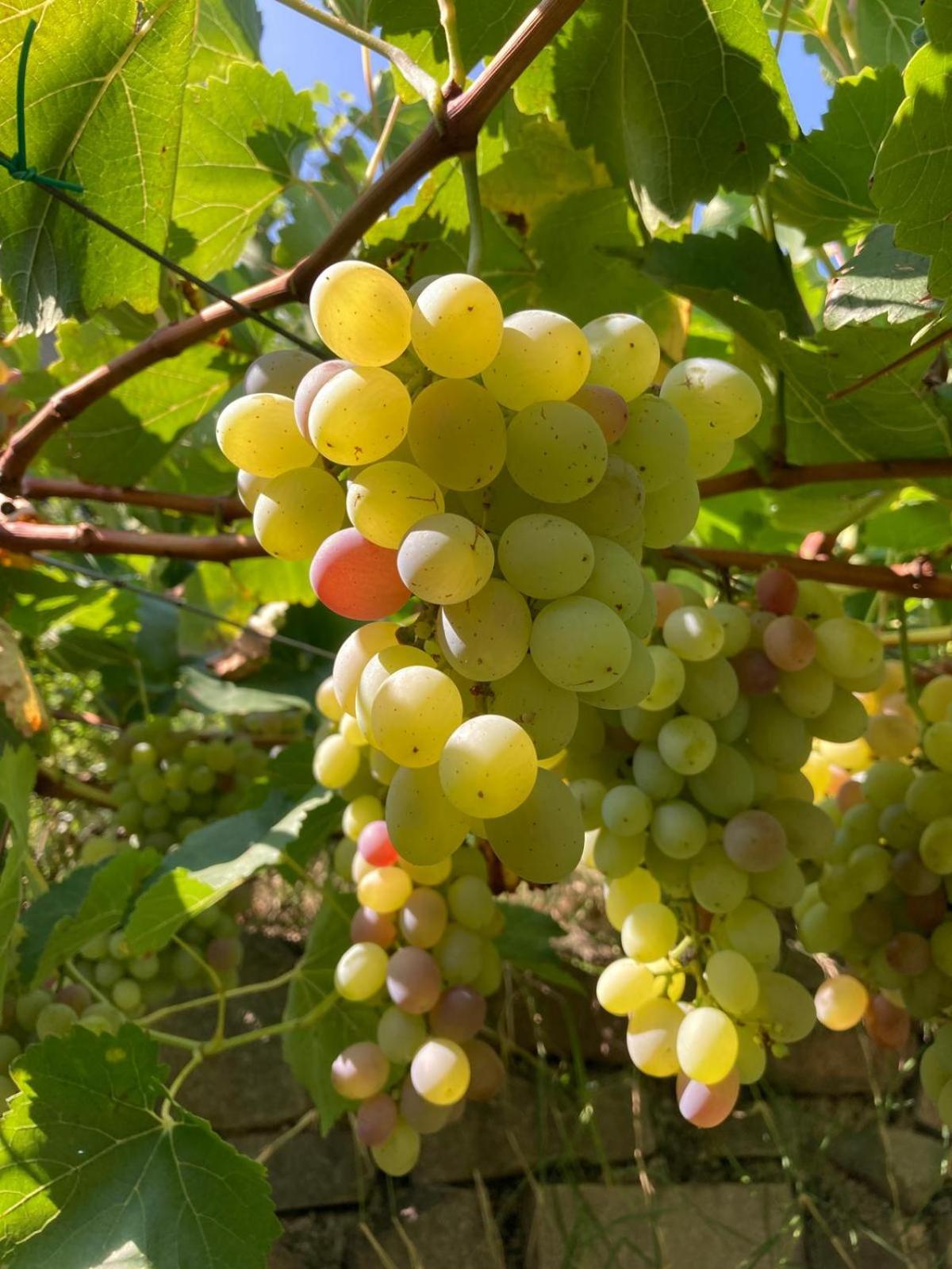 Agriturismo Girasole Fai della Paganella Ngoại thất bức ảnh